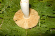 Russula romellii