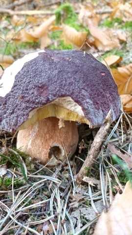 Boletus pinophilus