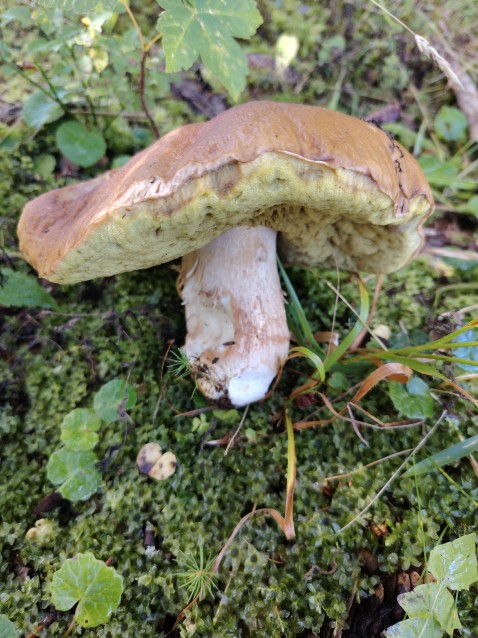Boletus edulis