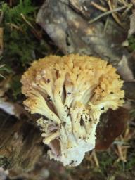 Ramaria pallidosaponaria