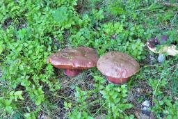 Rubroboletus rubrosanguineus