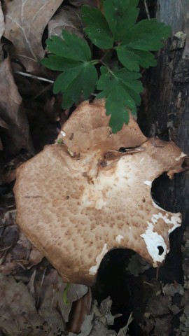 Polyporus tuberaster