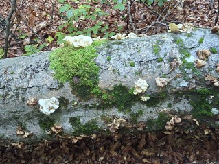 Pleurotus pulmonarius