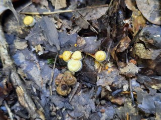 Crucibulum laeve