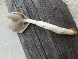 Helvella elastica