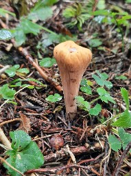 Clavariadelphus truncatus