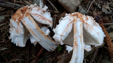 Chlorophyllum olivieri