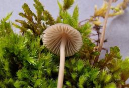 Mycena erubescens