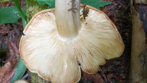 Calocybe gambosa