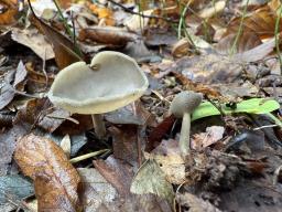 Helvella macropus