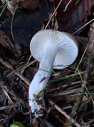 Hygrophorus agathosmus