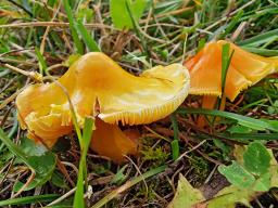 Hygrocybe aurantiosplendens