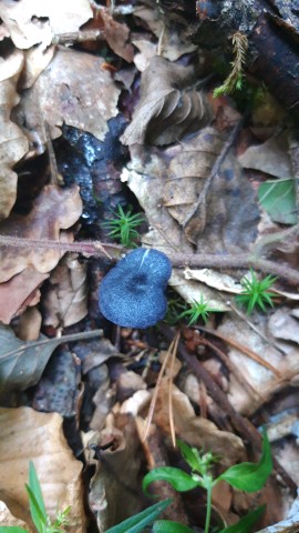 Entoloma corvinum