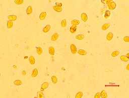 Tubaria furfuracea