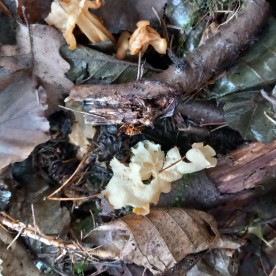 Helvella crispa