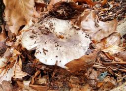 Russula densifolia