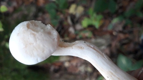 Tricholoma lascivum