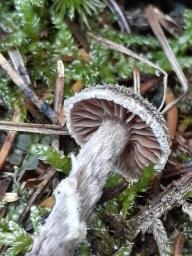 Cortinarius flexipes