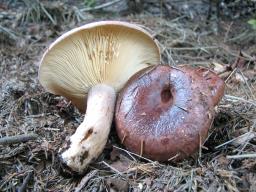 Lactarius curtus