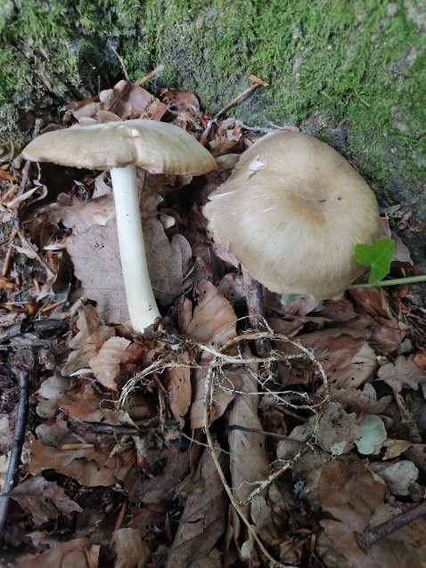 Megacollybia platyphylla