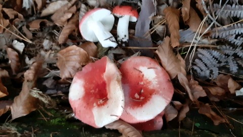 Russula paludosa