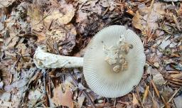 Amanita griseofulva