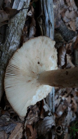 Russula foetens