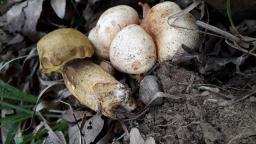 Pseudoboletus parasiticus