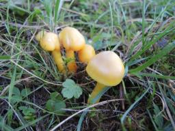 Hygrocybe quieta