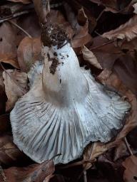 Hygrophorus marzuolus