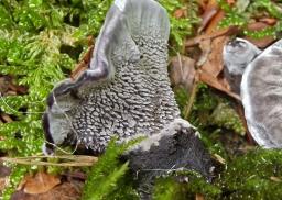 Phellodon niger