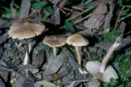 Inocybe pusio