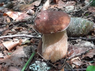 Boletus edulis