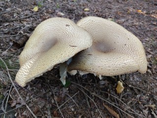 Agaricus augustus