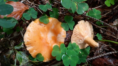 Lactarius porniniae