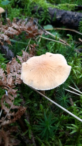 Cystoderma amianthinum