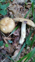 Russula grata