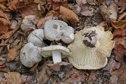 Tricholoma filamentosum