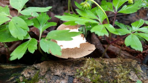 Lentinus substrictus