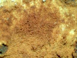 Botryobasidium simile