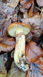 Suillus grevillei