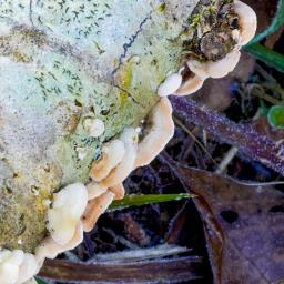 Steccherinum ochraceum