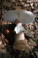 Amanita rubescens