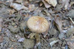 Cyclocybe erebia