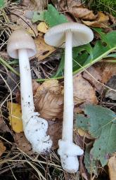 Amanita betulae