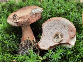 Tylopilus felleus