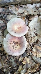 Russula vesca