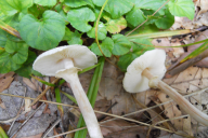 Lepiota cristata