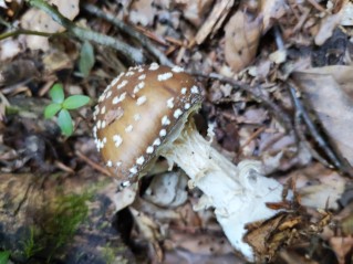 Amanita pantherina
