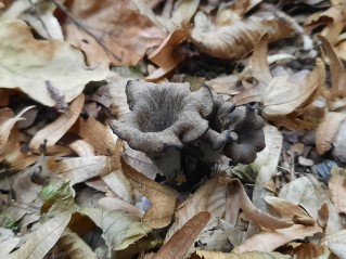 Craterellus cornucopioides